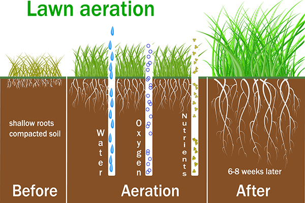 Core aeration service