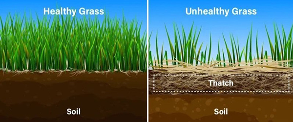 Dethatching service
