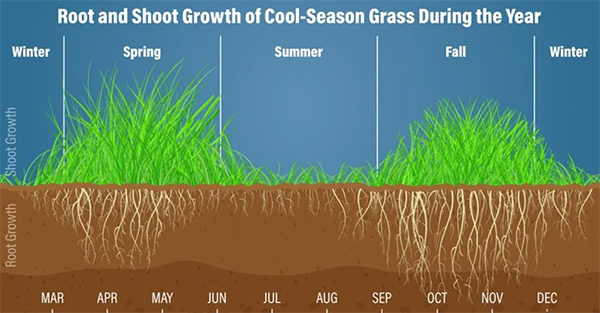 Overseeding service