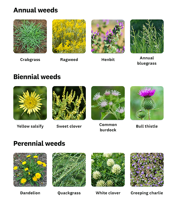 Weed control service